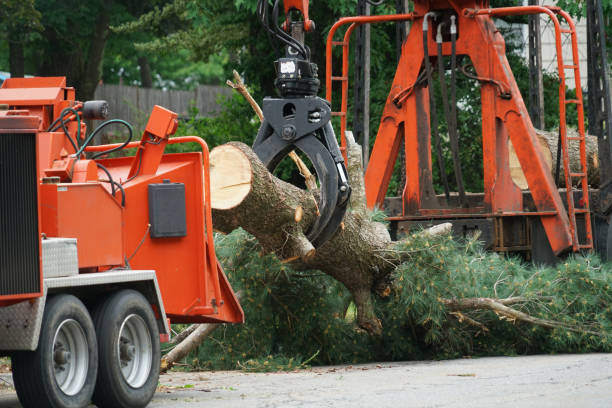 Best Seasonal Cleanup (Spring/Fall)  in Joanna, SC